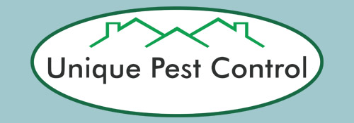 Bed Bug St. Louis